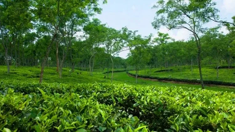 Govt plans policy support, export diversification to revive tea sector